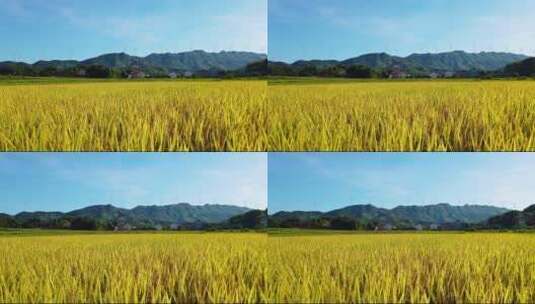 秋天的美丽的乡村稻田高清在线视频素材下载