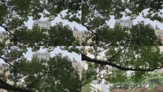 公园绿树高清在线视频素材下载