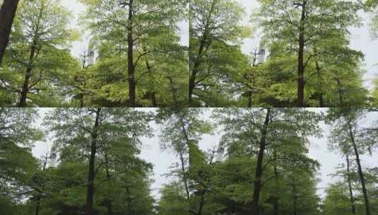 春天的树林高清在线视频素材下载