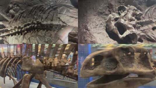 【镜头合集】考古化石中的恐龙骨骼高清在线视频素材下载