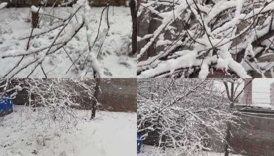 【镜头合集】鹅毛大雪雪景树枝上的积雪高清在线视频素材下载