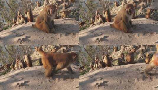 大自然野生猴子高清在线视频素材下载