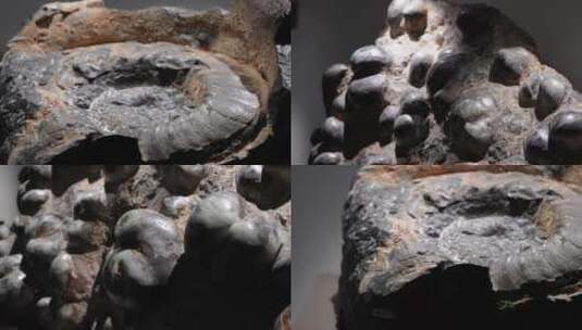 【镜头合集】鹦鹉螺远古史前海洋生物化石高清在线视频素材下载