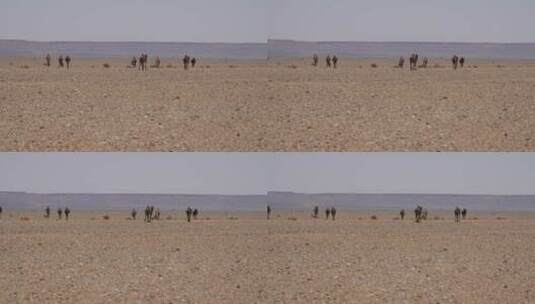 一群骆驼在沙漠中行走高清在线视频素材下载