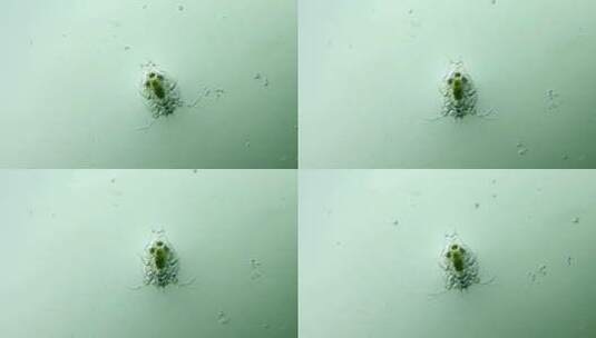 科学纪录片素材，显微镜下的桡足类幼虫1高清在线视频素材下载
