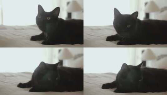 坐在白色床上的黑猫高清在线视频素材下载