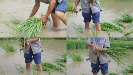 水稻栽秧-插秧-农业春耕生产高清在线视频素材下载
