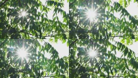 阳光透过树叶树枝 星芒高清在线视频素材下载