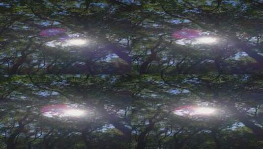 阳光森林4K实拍视频 (18)高清在线视频素材下载