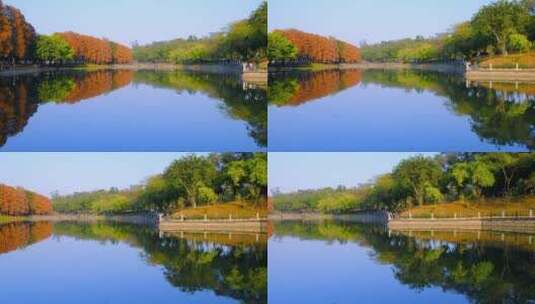 广州麓湖公园落羽杉红叶与平静水面唯美风光高清在线视频素材下载
