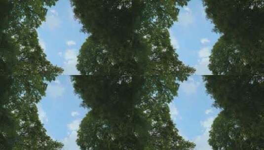 森林仰拍蓝天白云高清在线视频素材下载