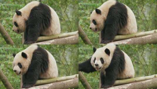 成都著名景区熊猫基地里的可爱大熊猫高清在线视频素材下载