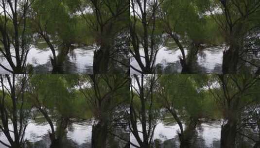 南方 洪水 续期 涨水 被淹 植物高清在线视频素材下载