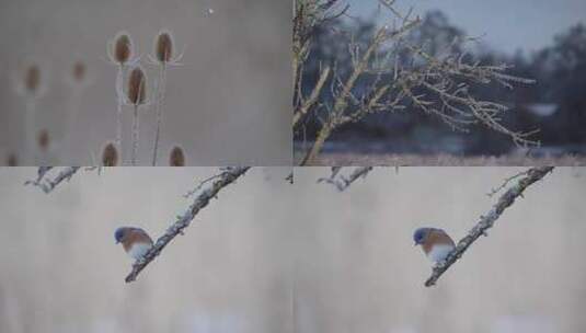 冬季雪花飘落鸟儿枝头唯美慢镜头高清在线视频素材下载