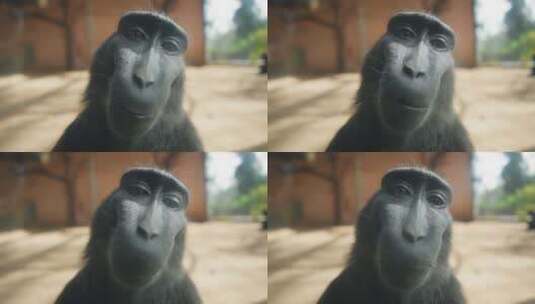 文静的黑猩猩高清在线视频素材下载