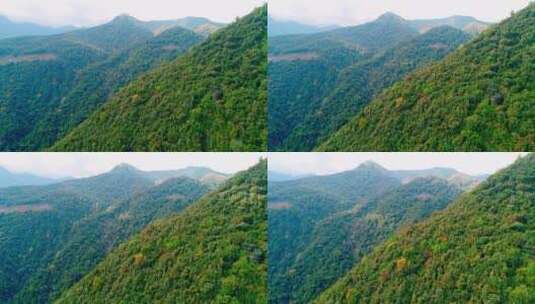 高黎贡山百花岭景区（摄影爱好者打鸟胜地）高清在线视频素材下载