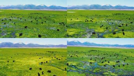 4K青藏高原草原航拍素材（绿）4高清在线视频素材下载
