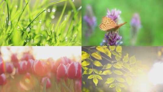 唯美小清新春暖花开树叶花朵高清在线视频素材下载