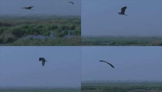 宁夏 跟拍沙湖芦苇荡 空中飞翔的水鸟 鹭鸟高清在线视频素材下载