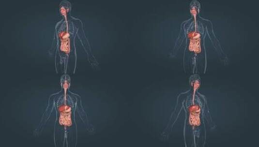 医学人体器官动画高清在线视频素材下载