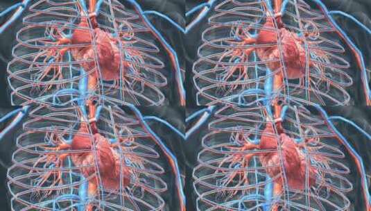 医学 3D 人体 心脏 心跳 三维 动画高清在线视频素材下载