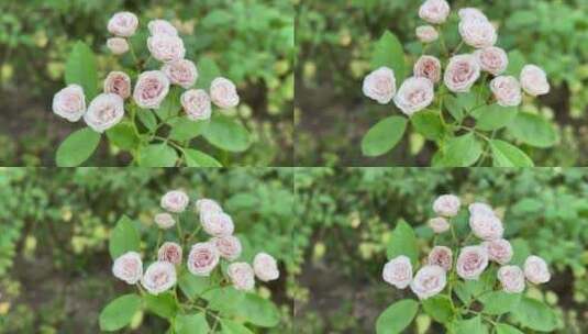 粉色蔷薇花花朵高清在线视频素材下载