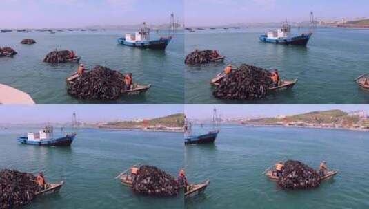 打捞海带的渔船队（大全景）高清在线视频素材下载