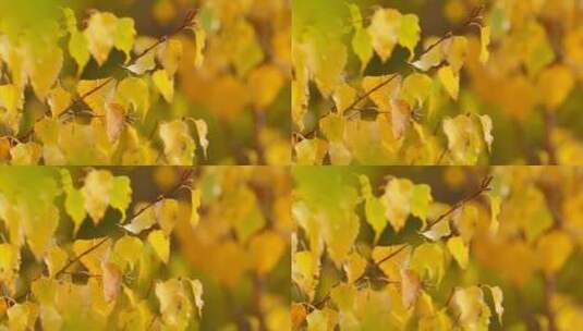 秋季景色  微风中摆动的金黄色桦树叶 4k高清在线视频素材下载