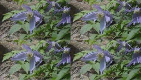 随风摇摆的蓝色花朵高清在线视频素材下载