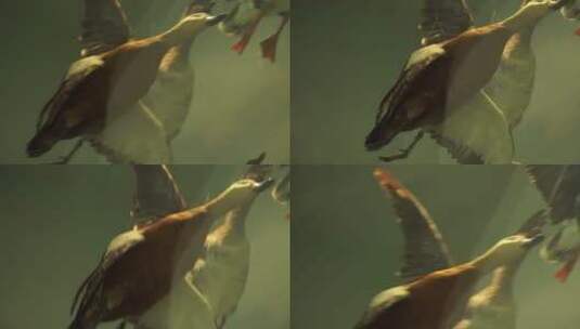 大雁野鸭大自然鸟类水禽标本高清在线视频素材下载