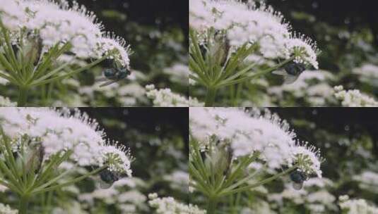 蜜蜂停在盛开的花朵上高清在线视频素材下载