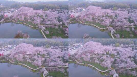 航拍武汉春天樱花季东湖樱园盛开的樱花高清在线视频素材下载