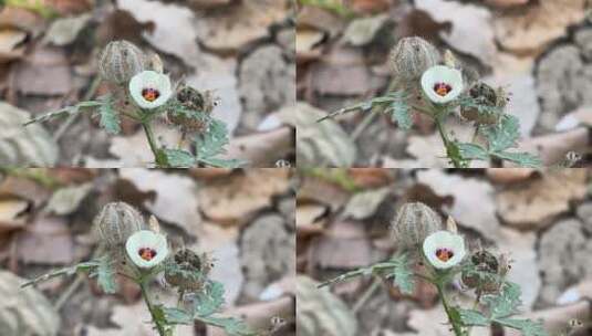 野西瓜苗花朵高清在线视频素材下载