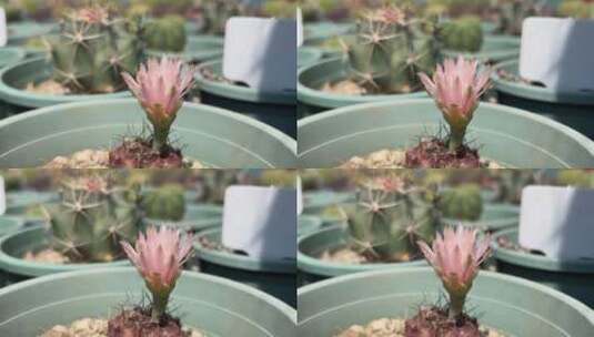 紫牡丹仙人掌花朵高清在线视频素材下载