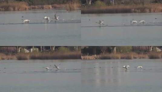 湿地湖泊保护鸟类白天鹅水面起飞高清在线视频素材下载