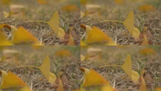 草坪上的银杏落叶高清在线视频素材下载