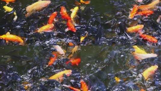 池塘中一群嬉戏的锦鲤高清在线视频素材下载