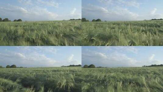 绿色的麦子生长高清在线视频素材下载