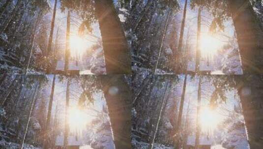 冬日飘雪实拍逆光唯美林中高清在线视频素材下载