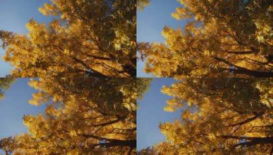 秋天的树木景观高清在线视频素材下载