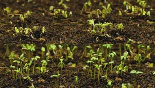 植物破土高清在线视频素材下载