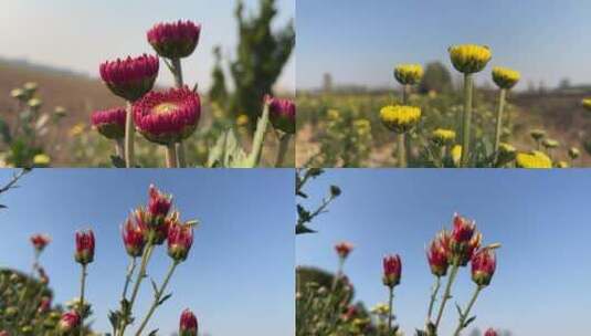 春天盛开的花朵视频合集高清在线视频素材下载