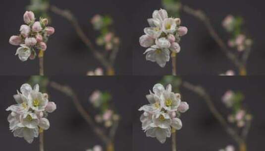 梅花开花、生长和旋转的4k时间间隔高清在线视频素材下载