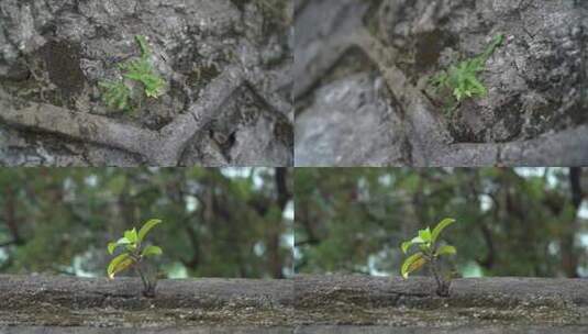 石缝里的小草高清在线视频素材下载