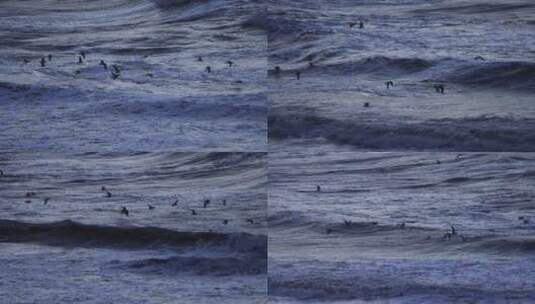 冬季海面上搏击风浪的海鸥高清在线视频素材下载