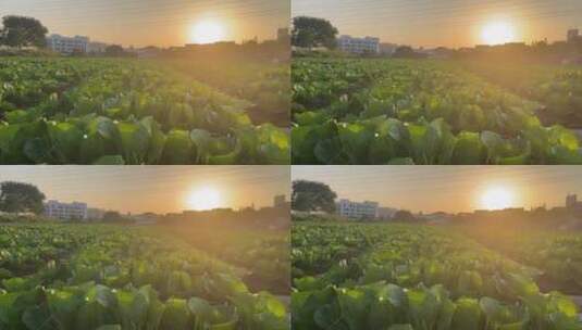 温暖的夕阳下,田野的蔬菜烨烨生辉高清在线视频素材下载