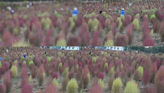 浪漫的乡村振兴植物植被地肤草高清在线视频素材下载