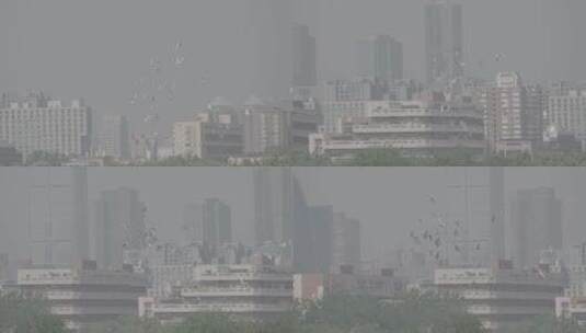 平房鸽子 四合院鸽子 北京鸽哨高清在线视频素材下载