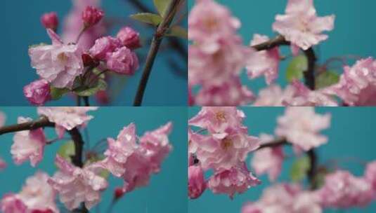 4K-水滴从海棠花上滴落，春暖花开高清在线视频素材下载