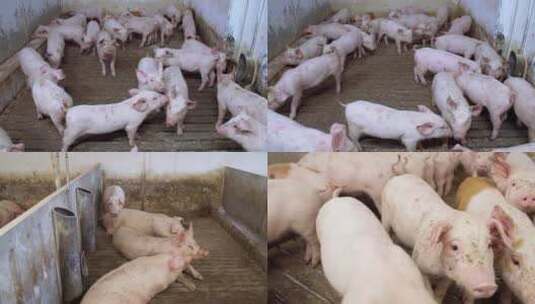 猪养殖小猪高清在线视频素材下载